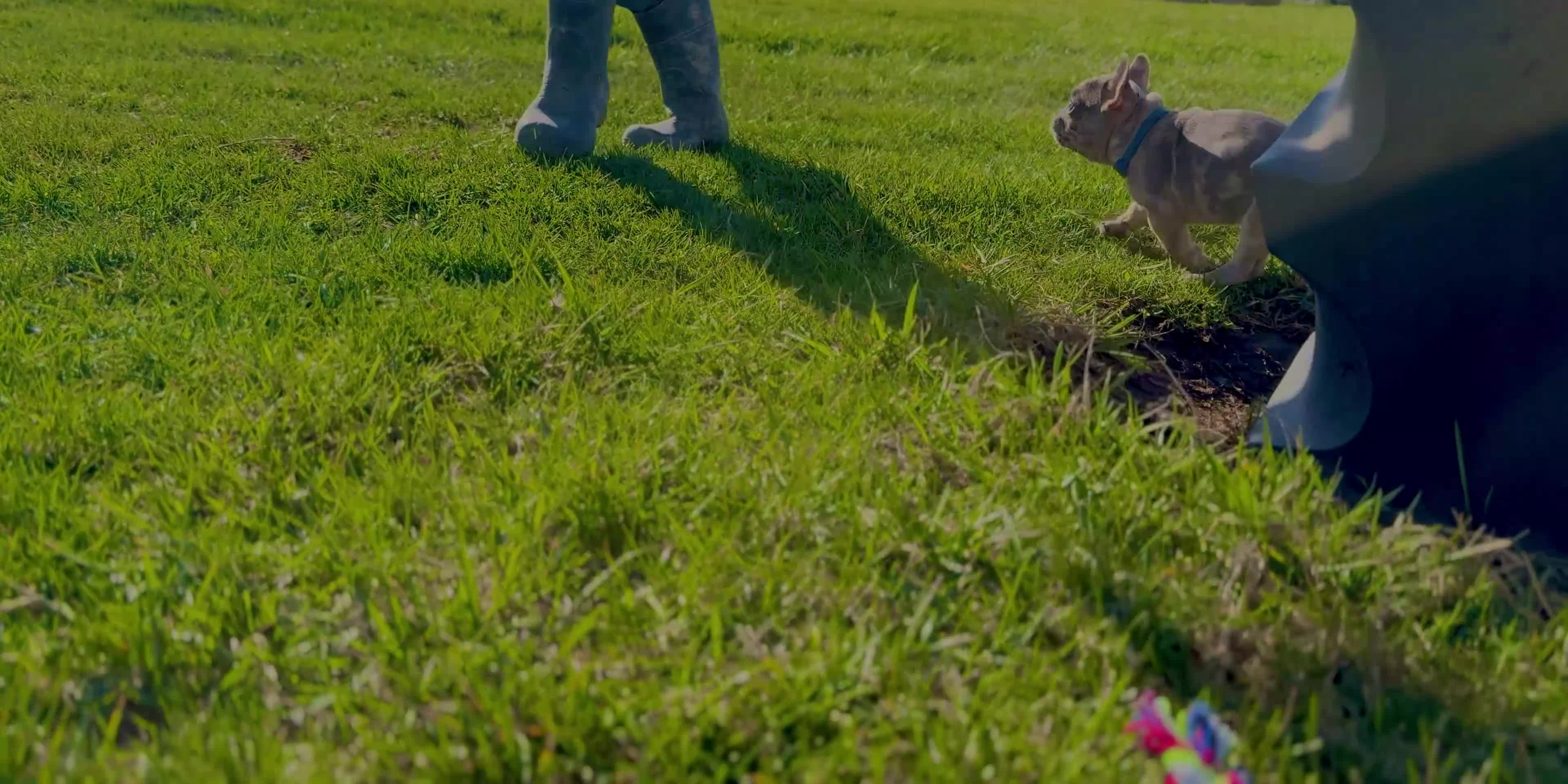 French Bulldog dogs for sale: Quincy “Blue” Collar, Male - Video 1