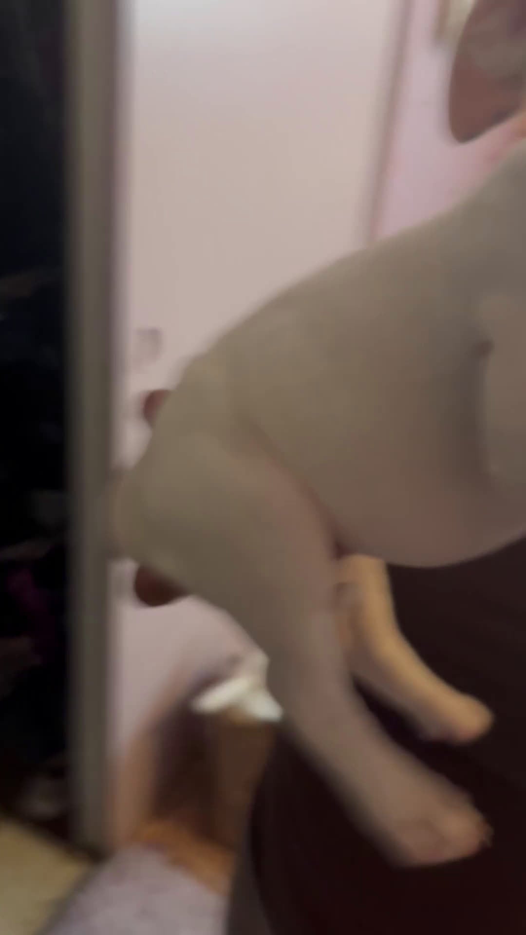 American Pit Bull Terrier dogs for sale:  Puppy 2 - Video 1