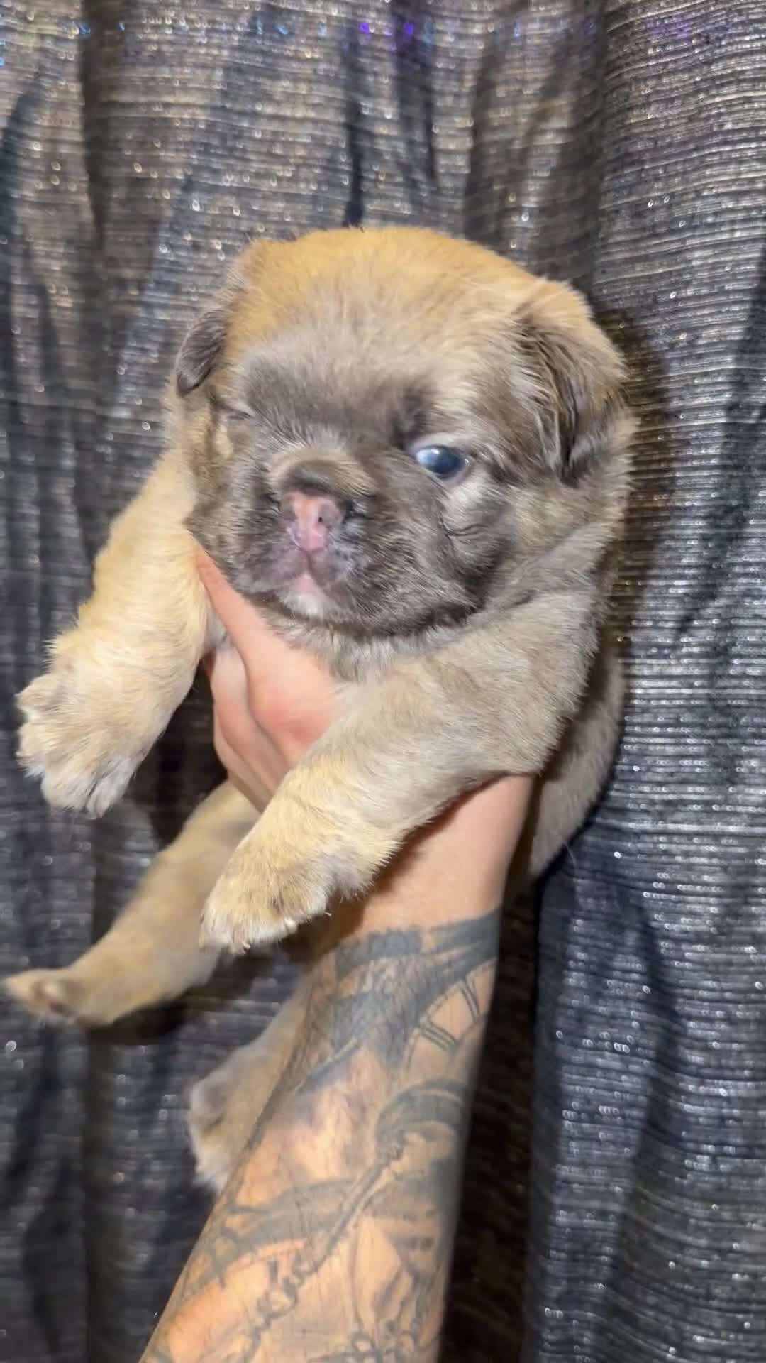 French Bulldog dogs for sale: Lola - Video 2