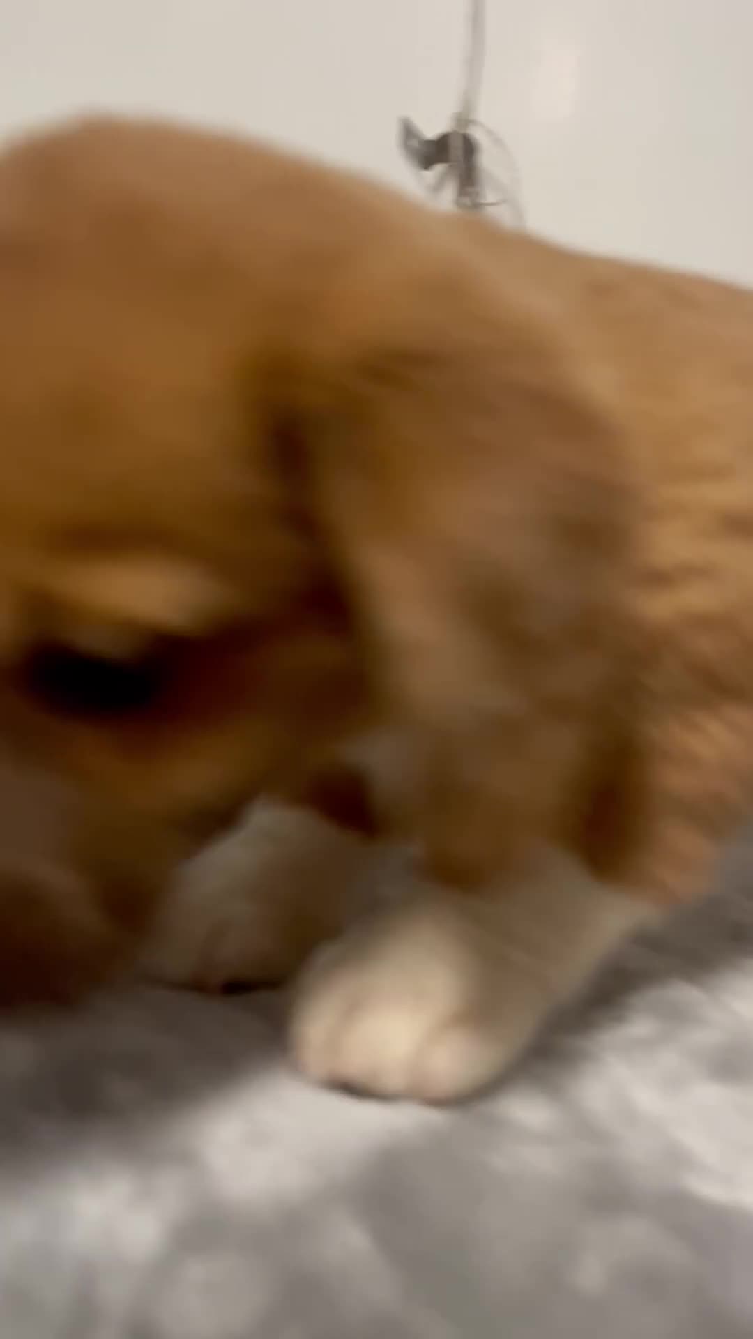 Mixed Breed dogs for sale: Apple jack  - Video 1
