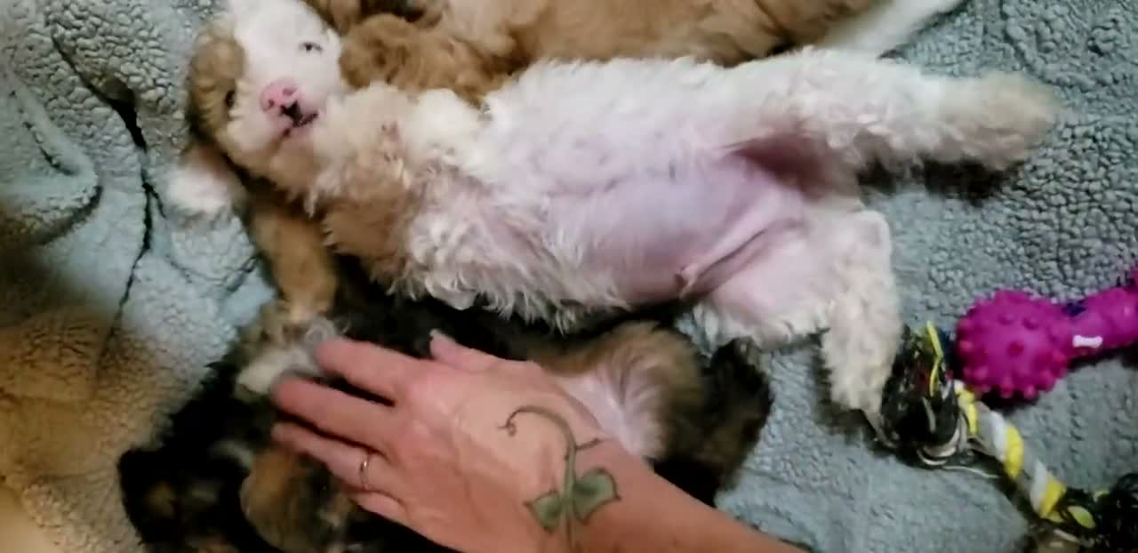 Chinese Crested dogs for sale: Chinese Crested  - Video 1