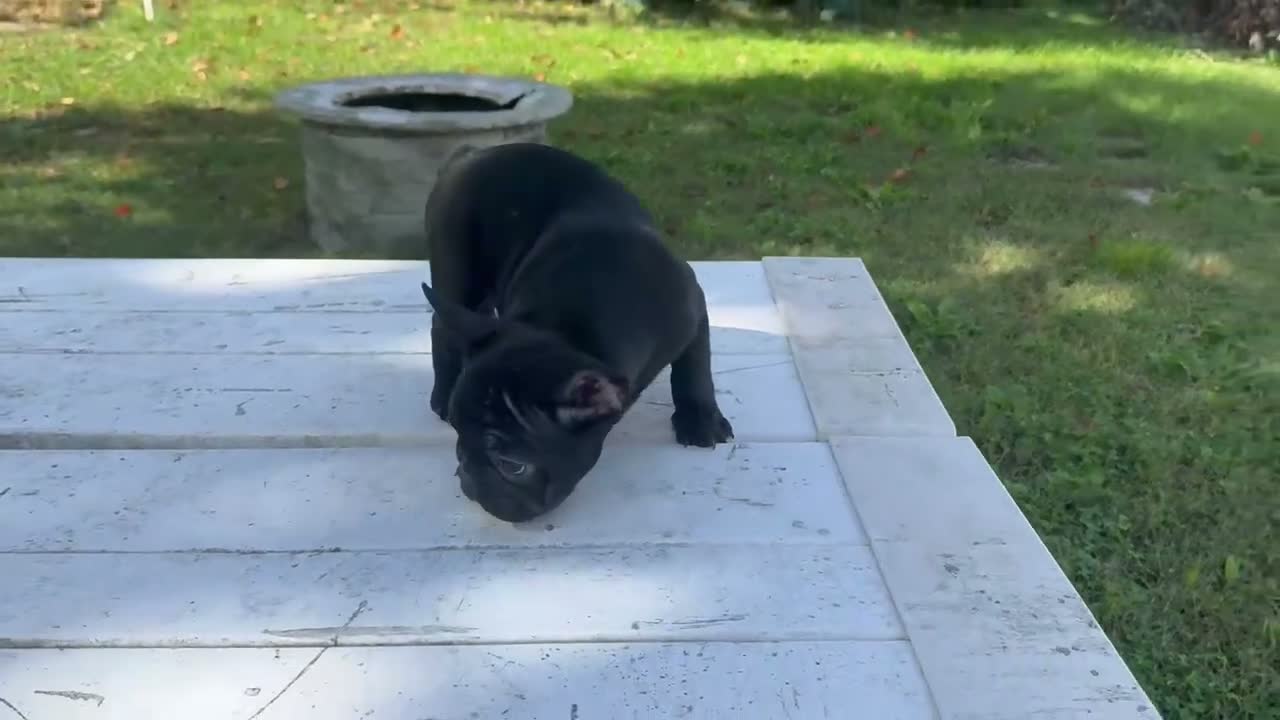 French Bulldog dogs for sale: Crowe - Video 1