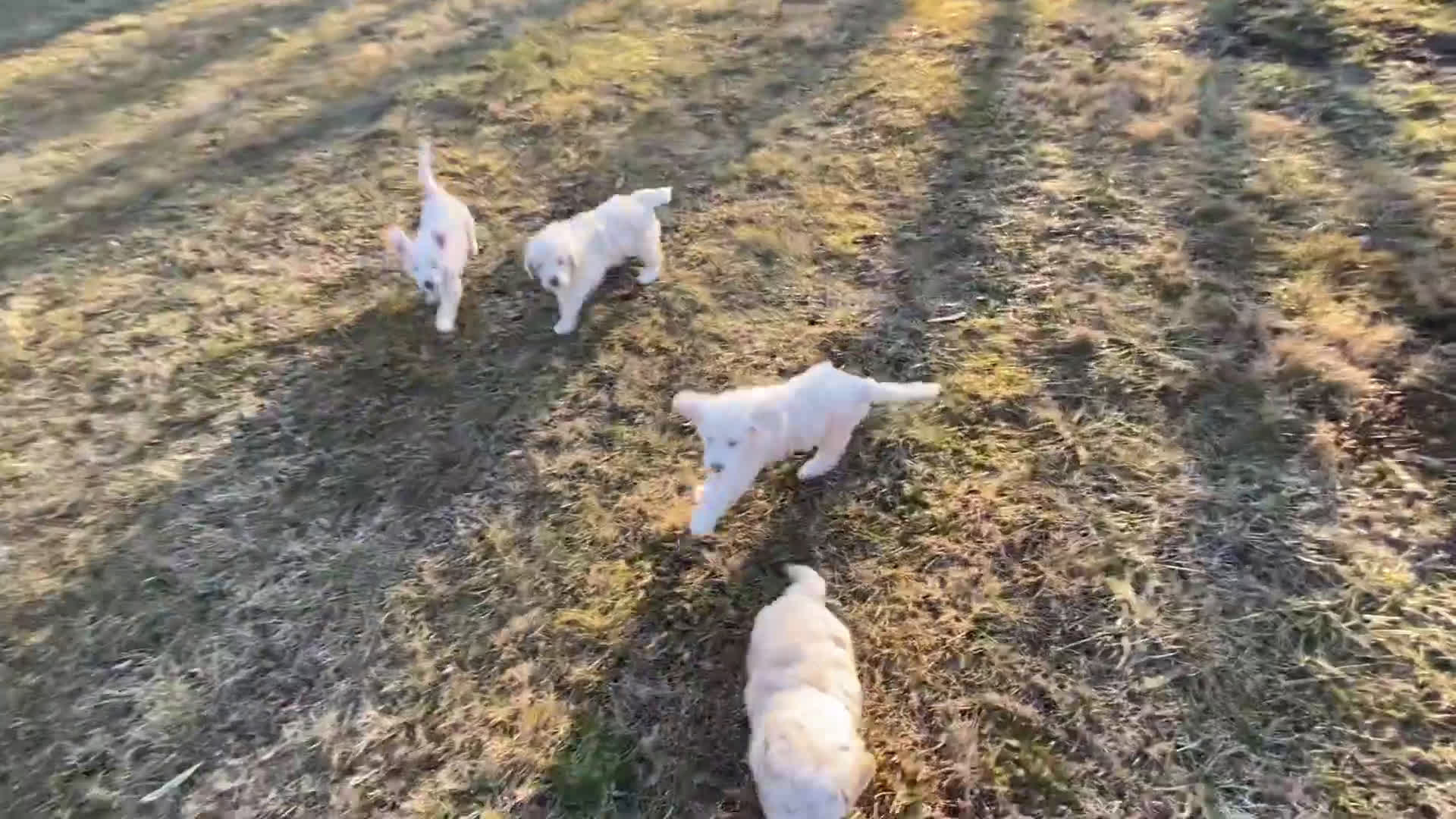 Mini Goldendoodle dogs for sale: Navy  - Video 1