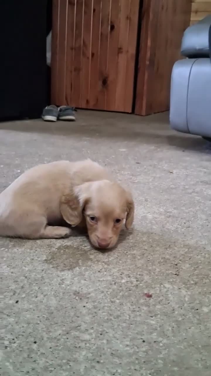 Dachshund dogs for sale: Millie - Video 1