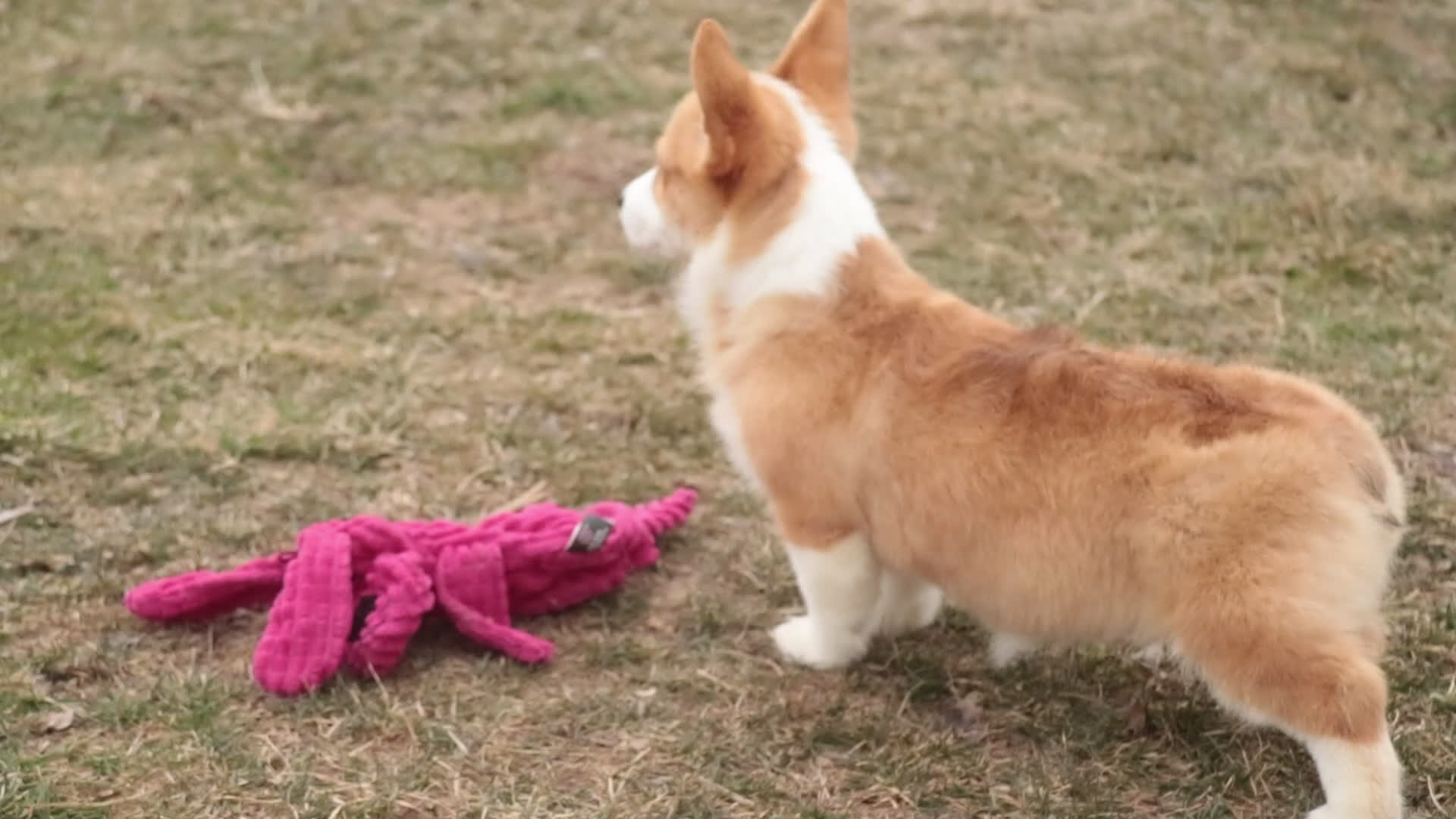 Welsh Corgi Pembroke dogs for sale: Gwen - Video 1