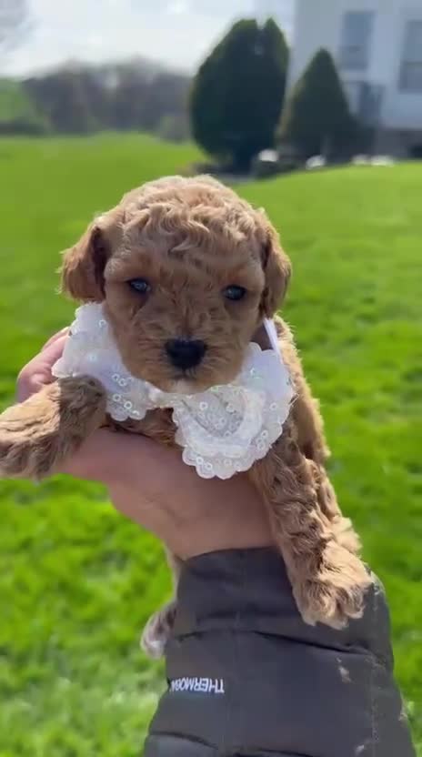 Toy Poodle dogs for sale: Feona- AKC TOY POODLE - Video 1