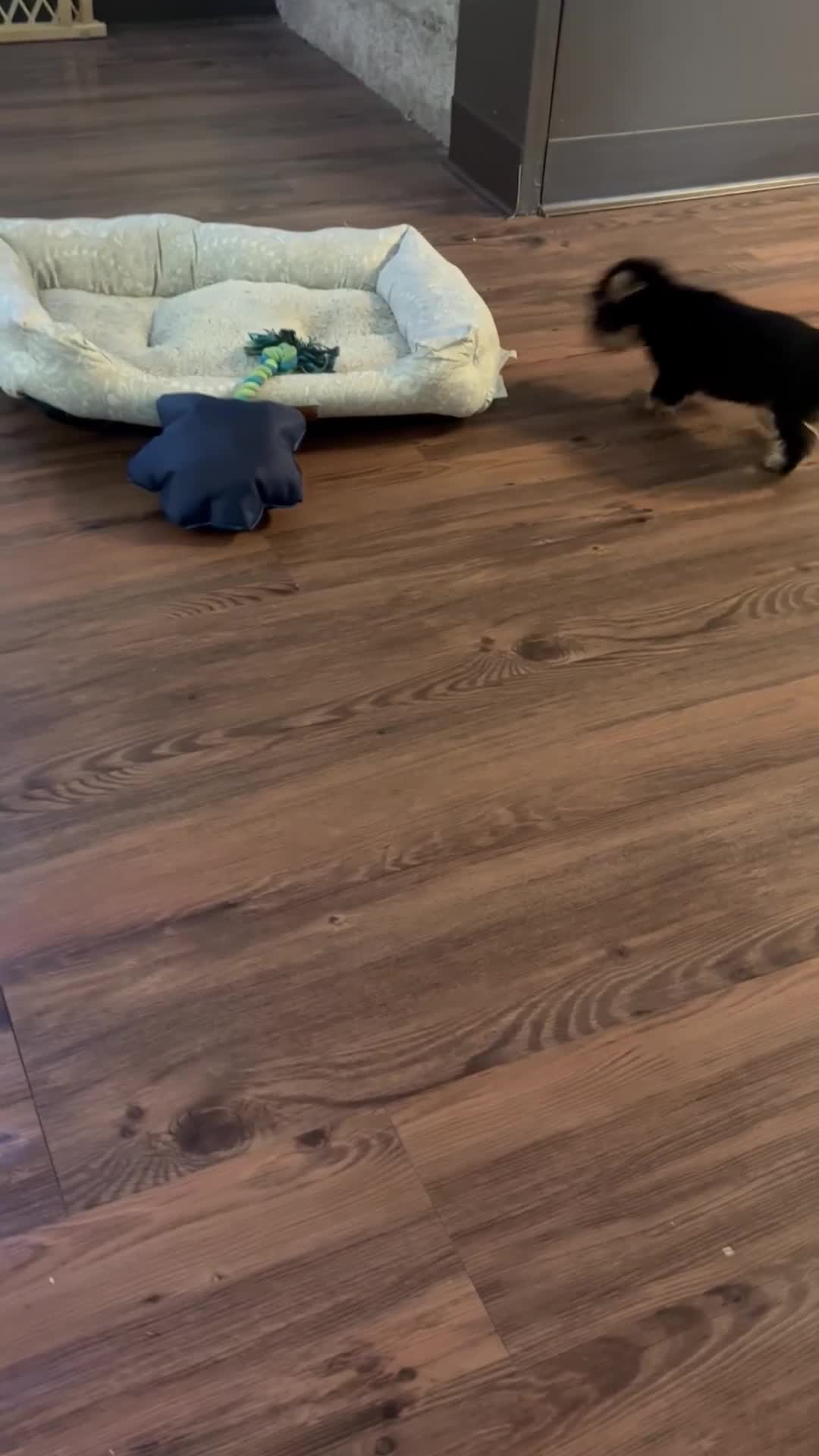 Yorkshire Terrier dogs for sale: Rocky  - Video 1