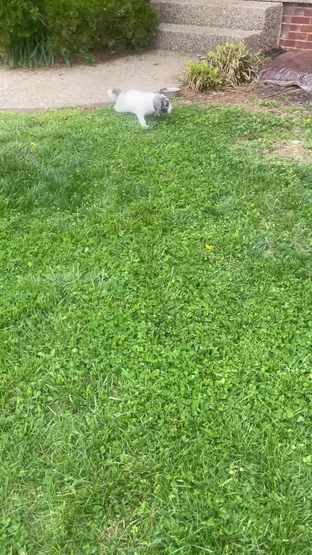 Mixed Breed dogs for sale: Mixed Breed Puppy 2 - Video 1