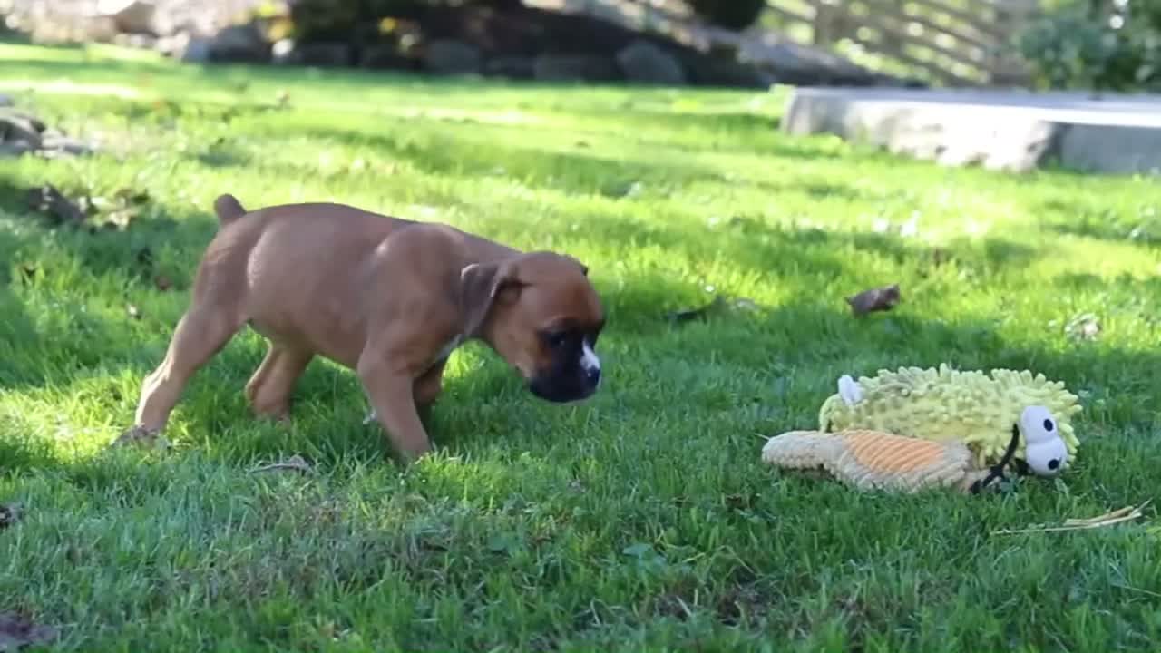 Boxer dogs for sale: Theo - Video 1