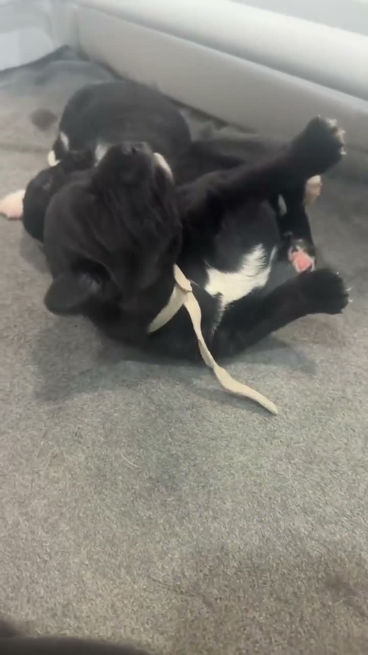 Mixed Breed dogs for sale: Prancer  - Video 1