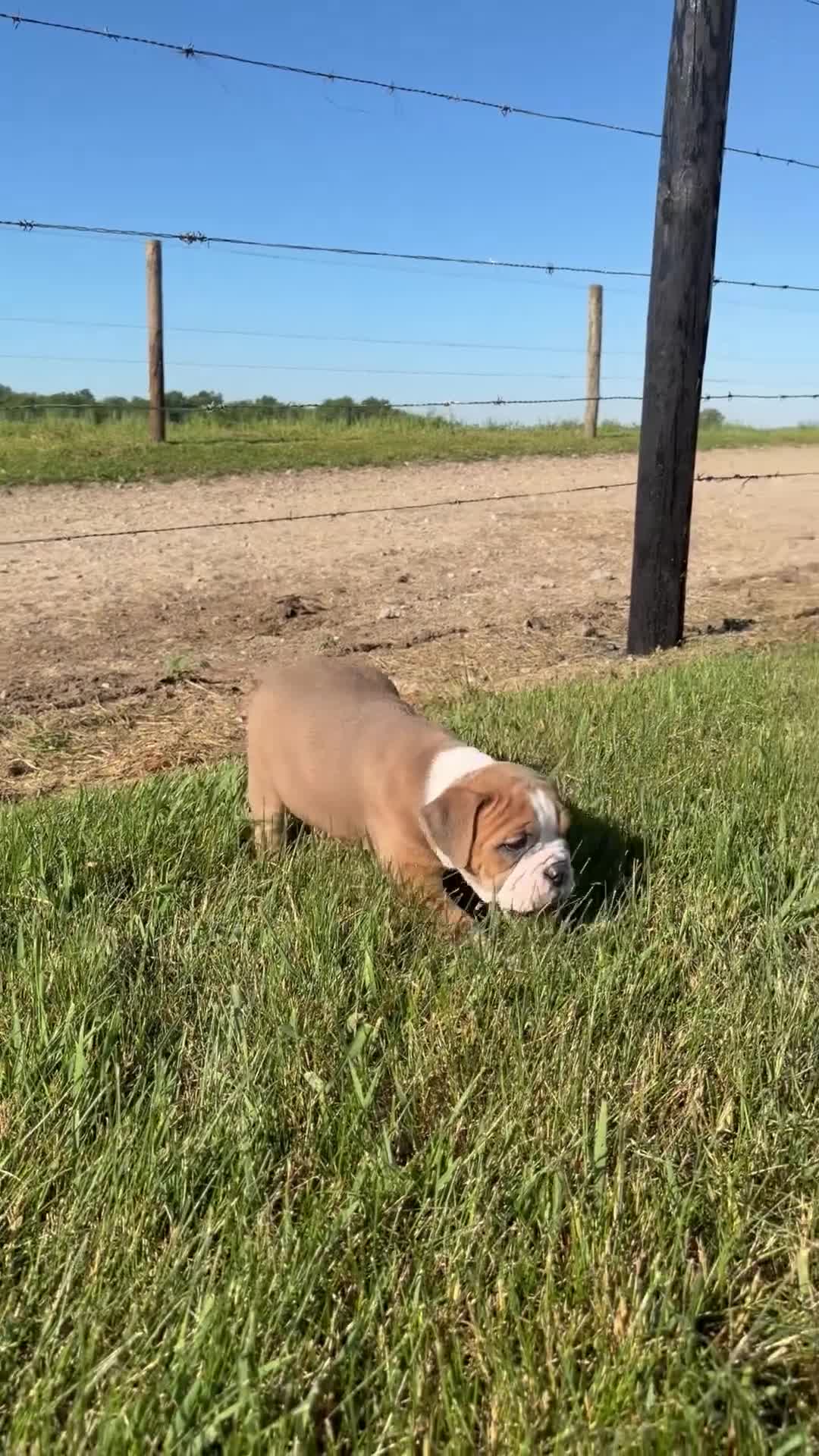 Olde English Bulldogge dogs for sale: Milo - Video 1