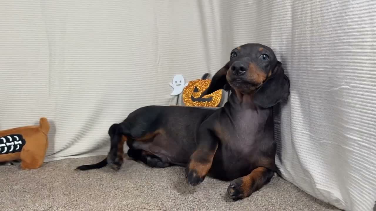 Miniature Dachshund dogs for sale: Miniature Dachshund 2 - Video 1