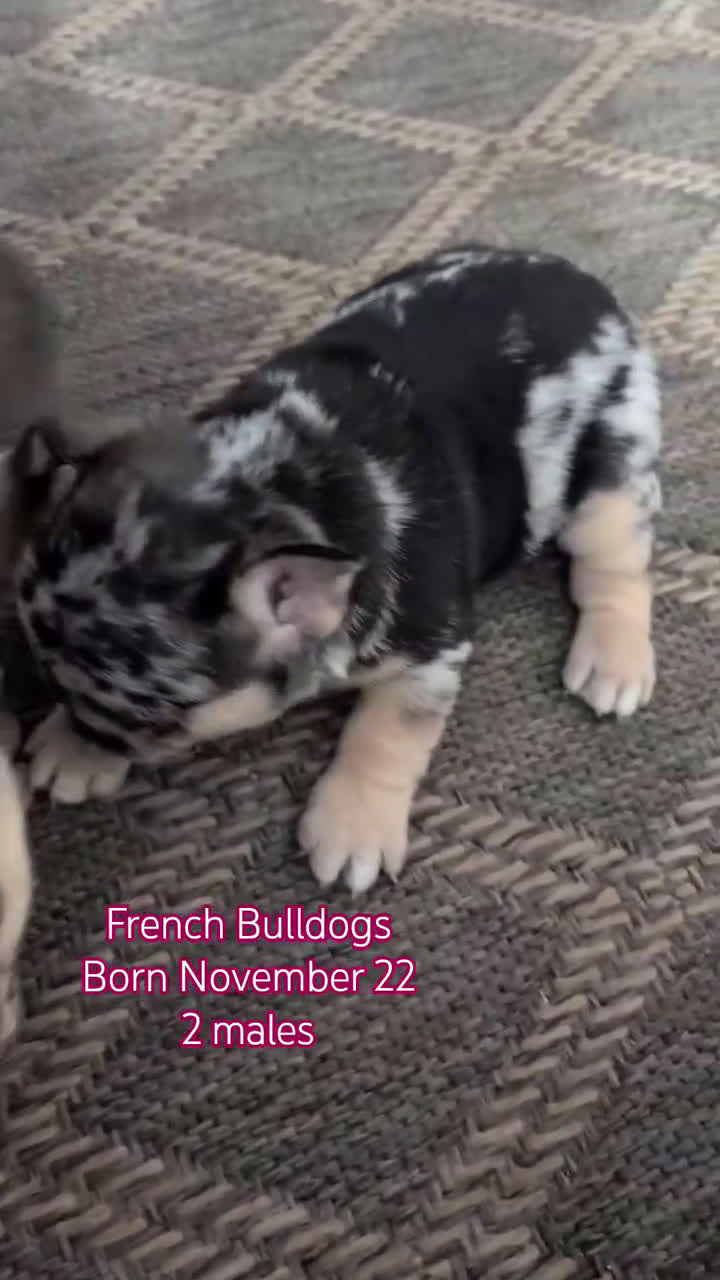 French Bulldog dogs for sale: Shiloh - Video 2