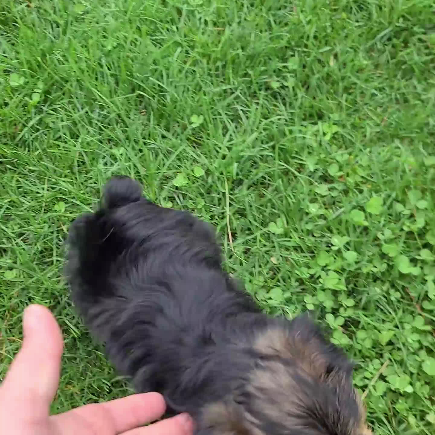 Yorkshire Terrier dogs for sale: Brent - Video 1