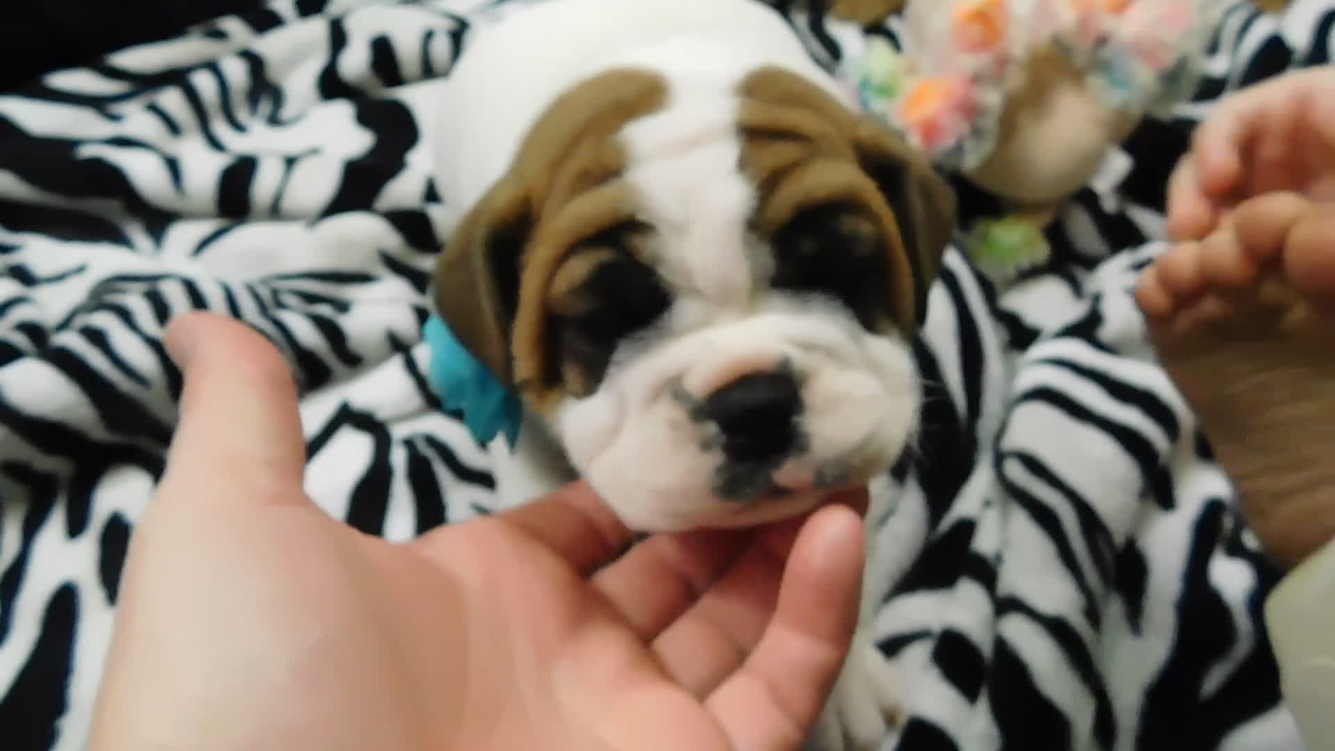 Mixed Breed dogs for sale: Wrinkles - Video 2
