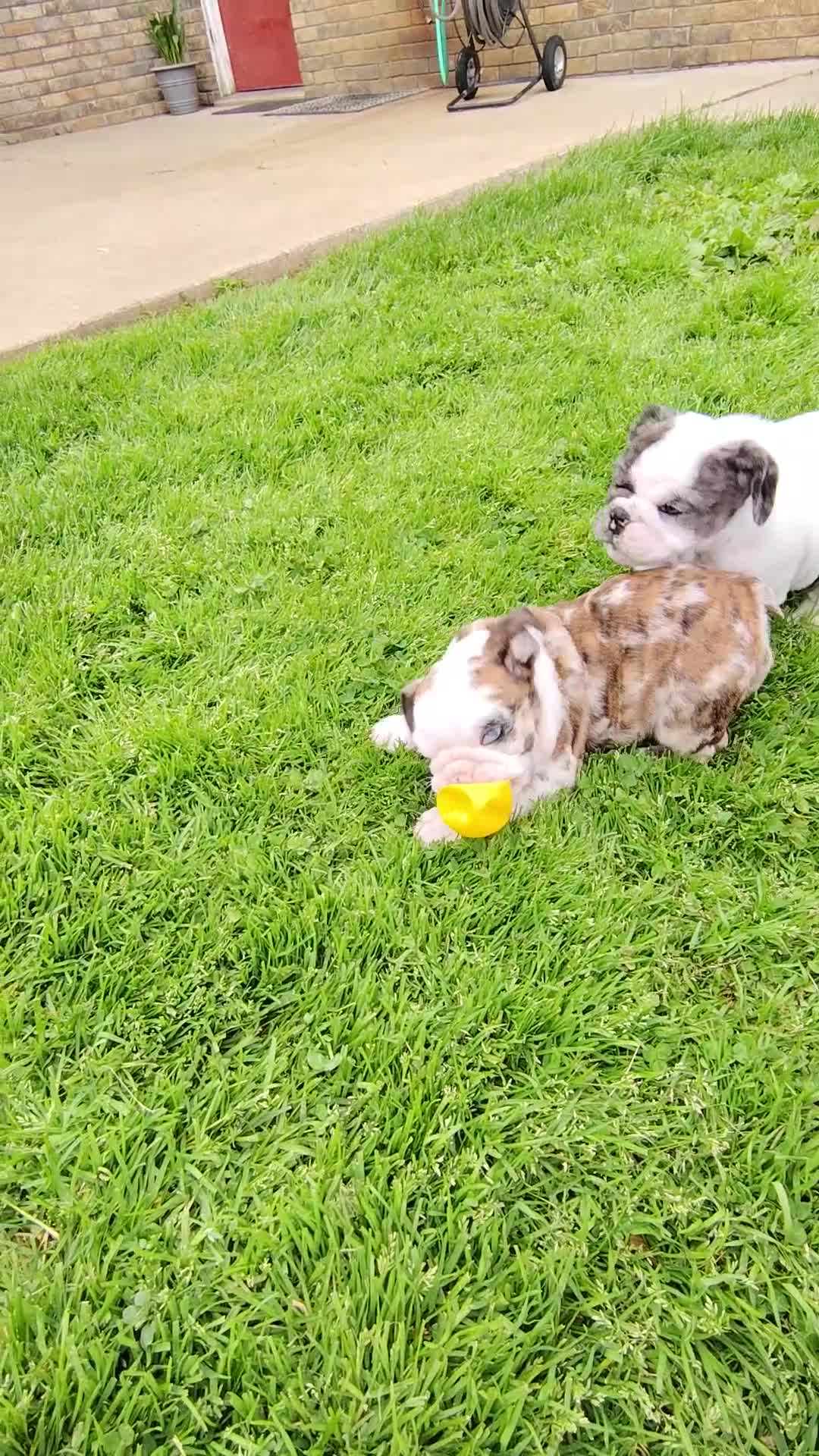 English Bulldog dogs for sale: Bailey  - Video 2
