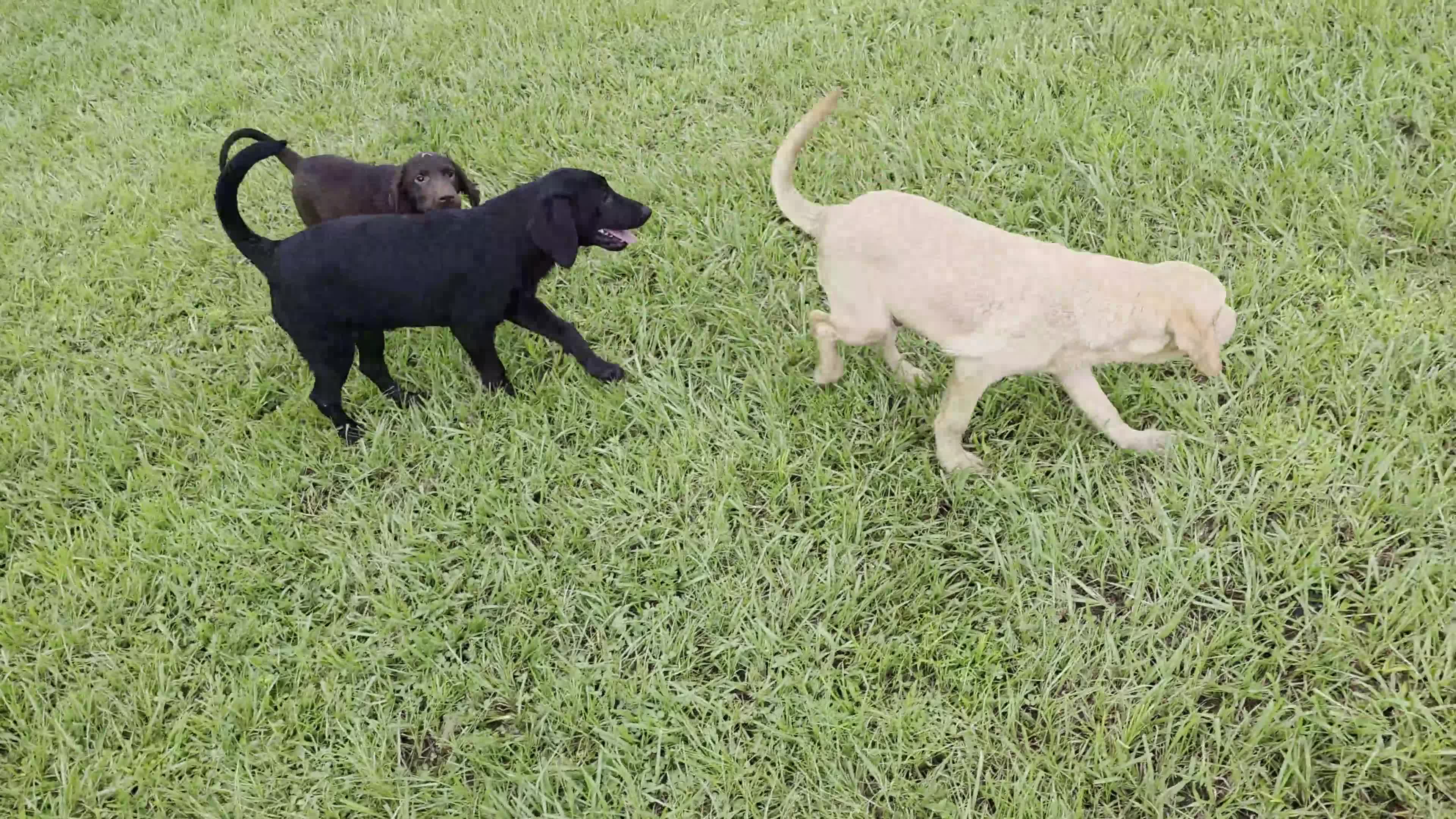 Labrador Retriever dogs for sale: Luna  - Video 5