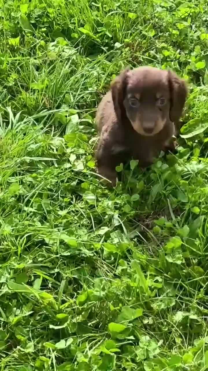 Miniature Dachshund dogs for sale: Miniature Dachshund 5 - Video 1