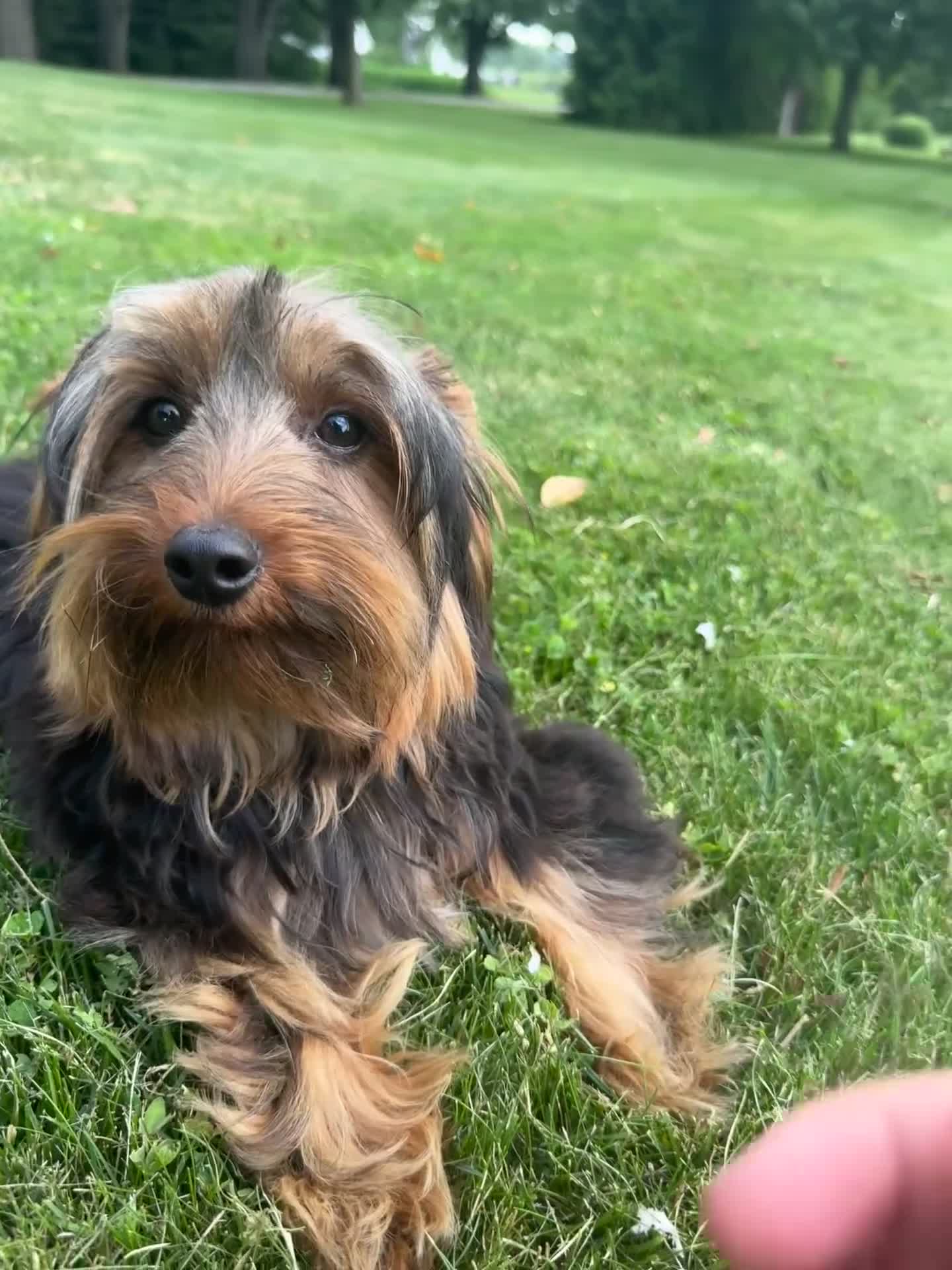 Yorkshire Terrier dogs for sale: Miles - Video 2