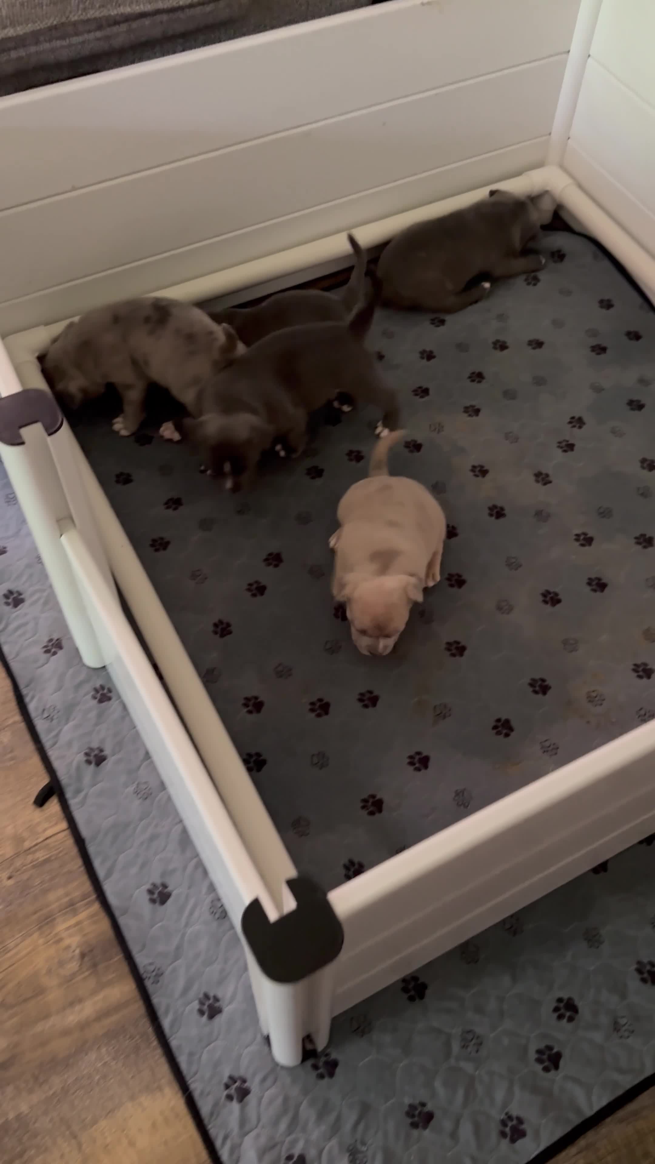 American Bully dogs for sale: American Bully 4 - Video 1