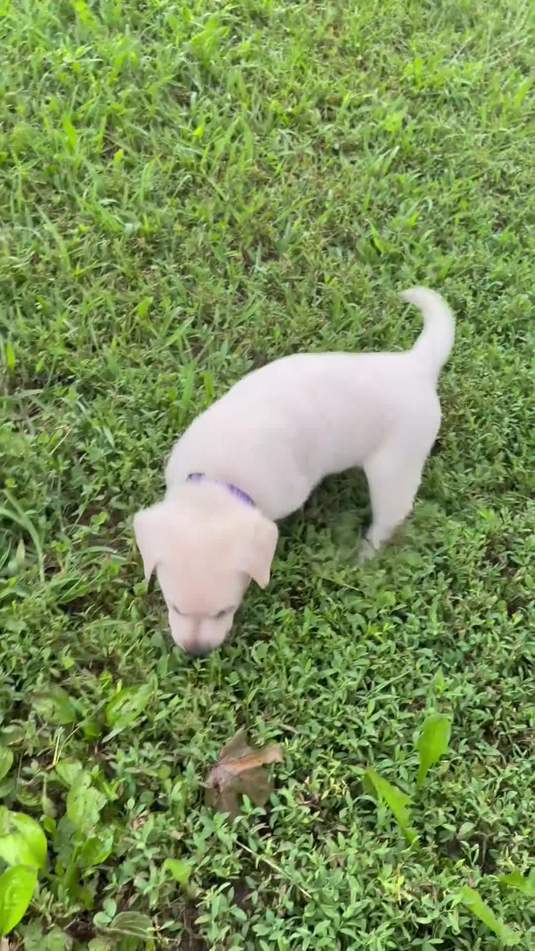 Labrador Retriever dogs for sale: Female  - Video 1
