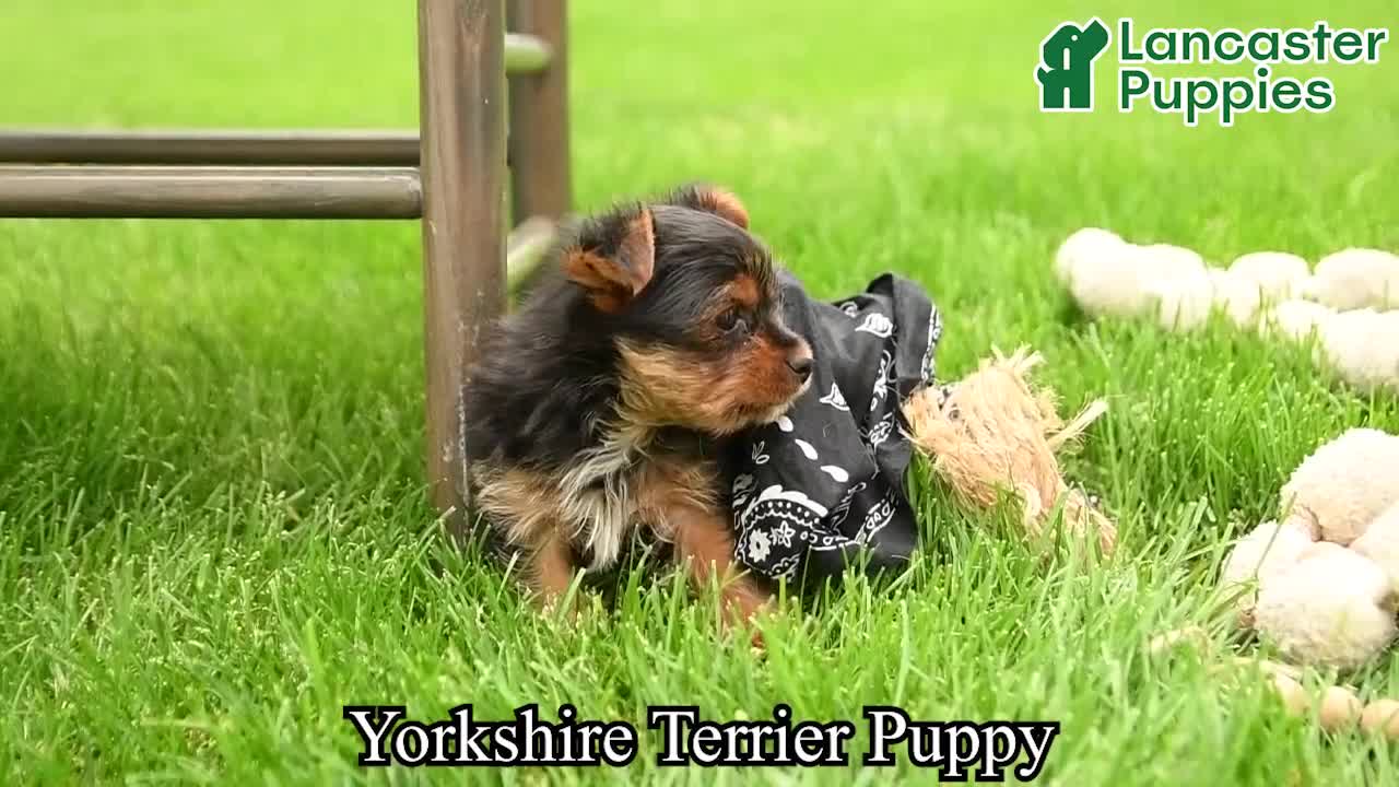 Yorkshire Terrier dogs for sale: Teddy - Video 1
