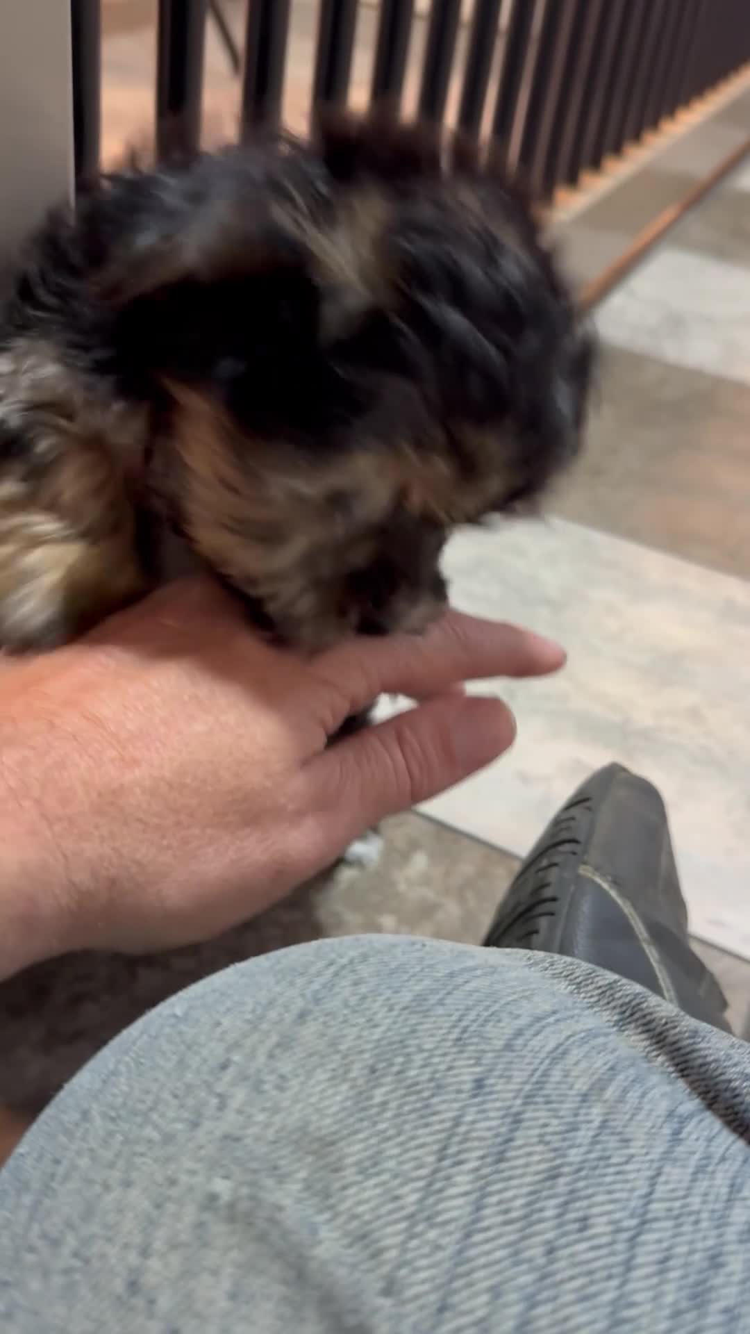 Yochon dogs for sale: Tyler - Video 1