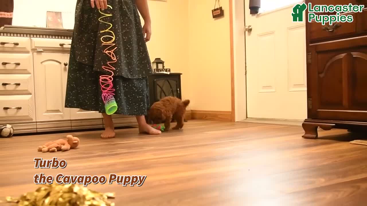 Cavapoo dogs for sale: Turbo - Video 1