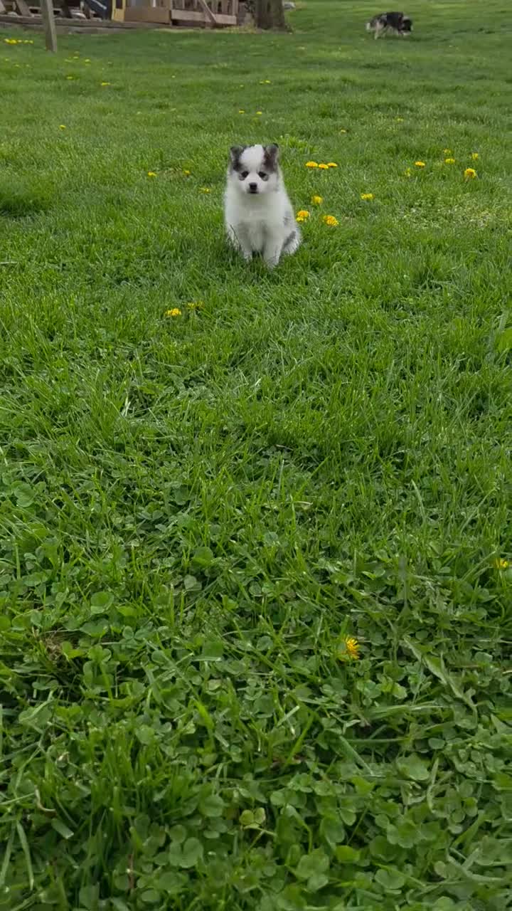 Pomsky dogs for sale: Princess  - Video 1