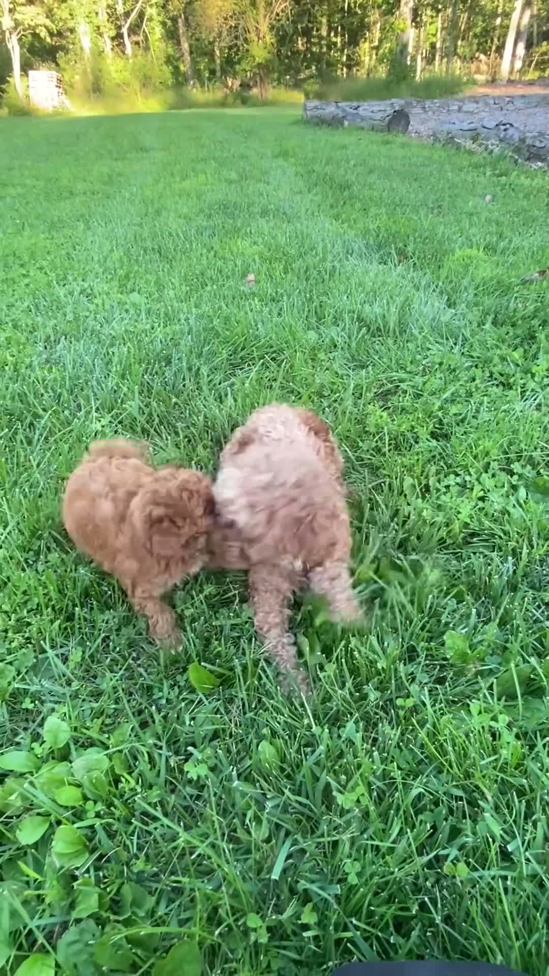 Miniature Poodle dogs for sale: Twila - Video 1