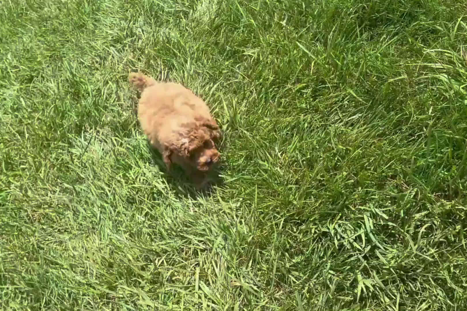 Toy Poodle dogs for sale: Wayne - Video 1