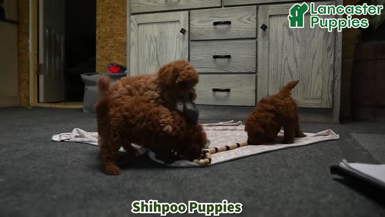 Shihpoo dogs for sale: Harper - Video 1