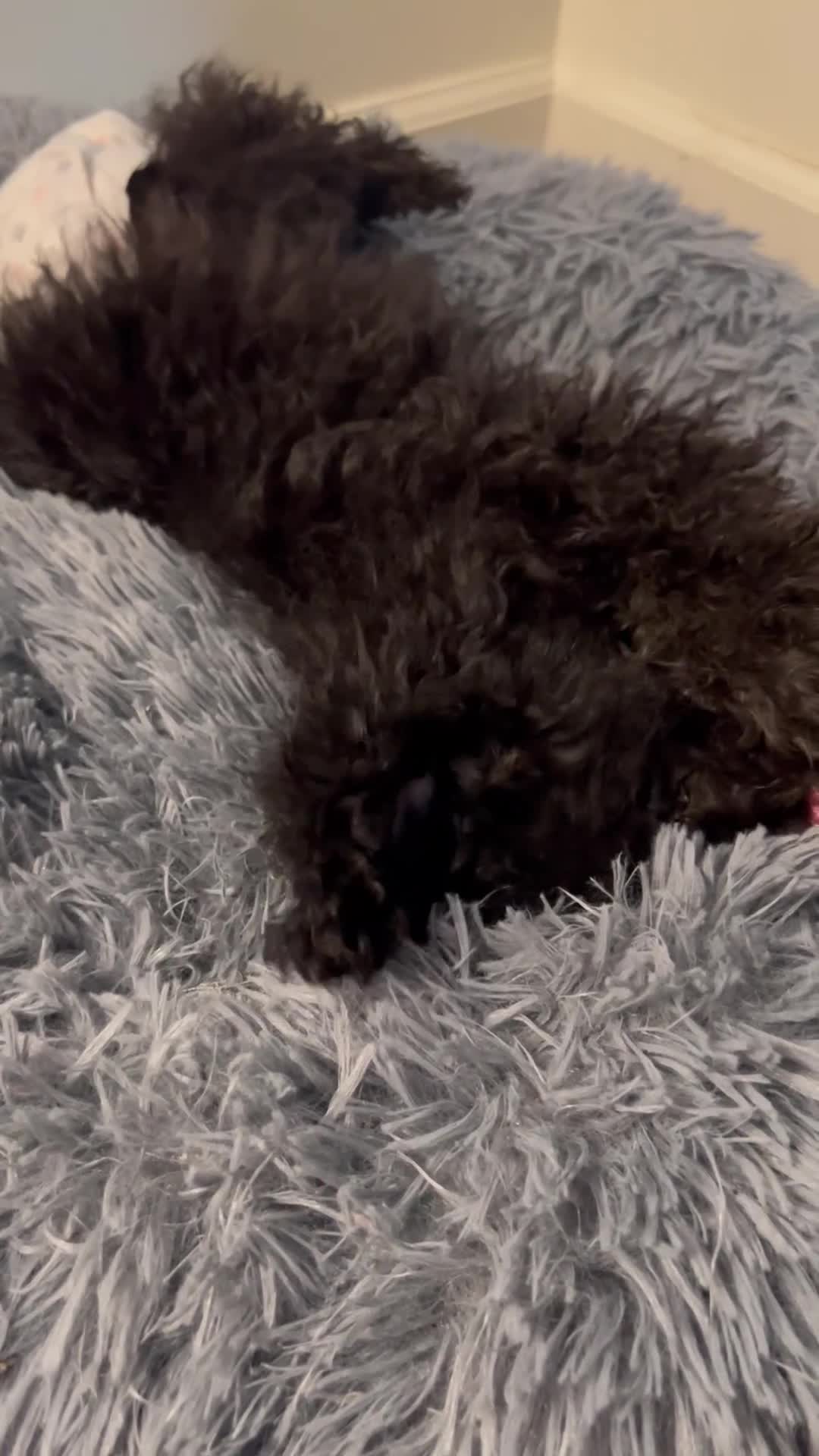 Miniature Poodle dogs for sale: Miniature Poodle 1 - Video 1