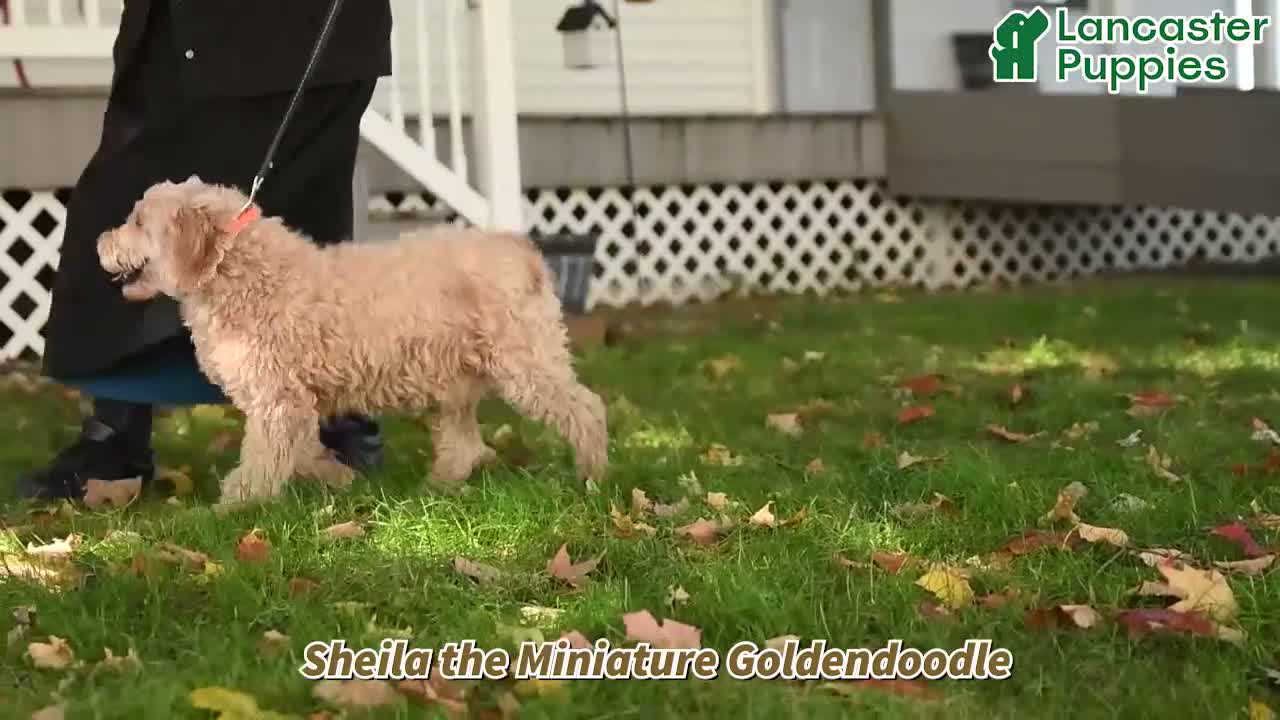 Mini Goldendoodle dogs for sale: Sheila - Video 1