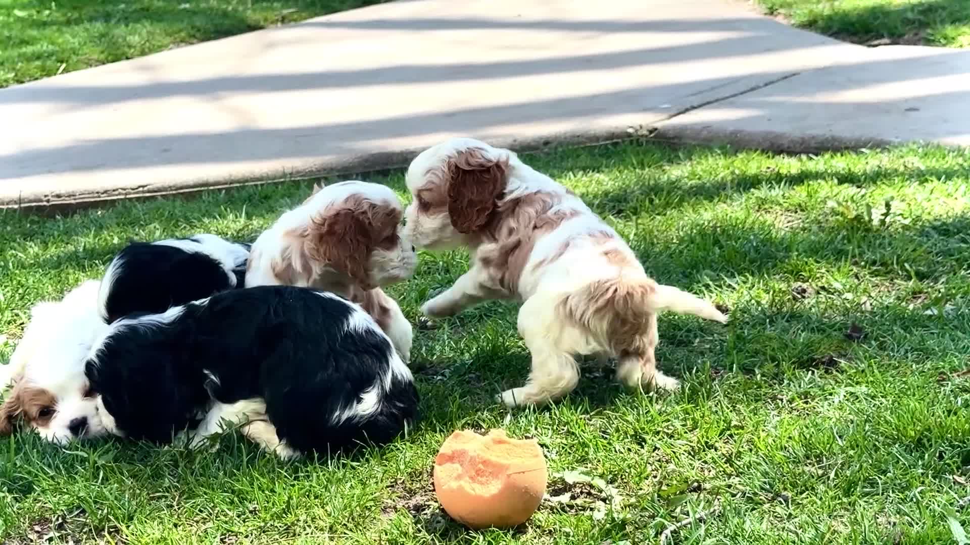 Mixed Breed dogs for sale: Janie - Video 3