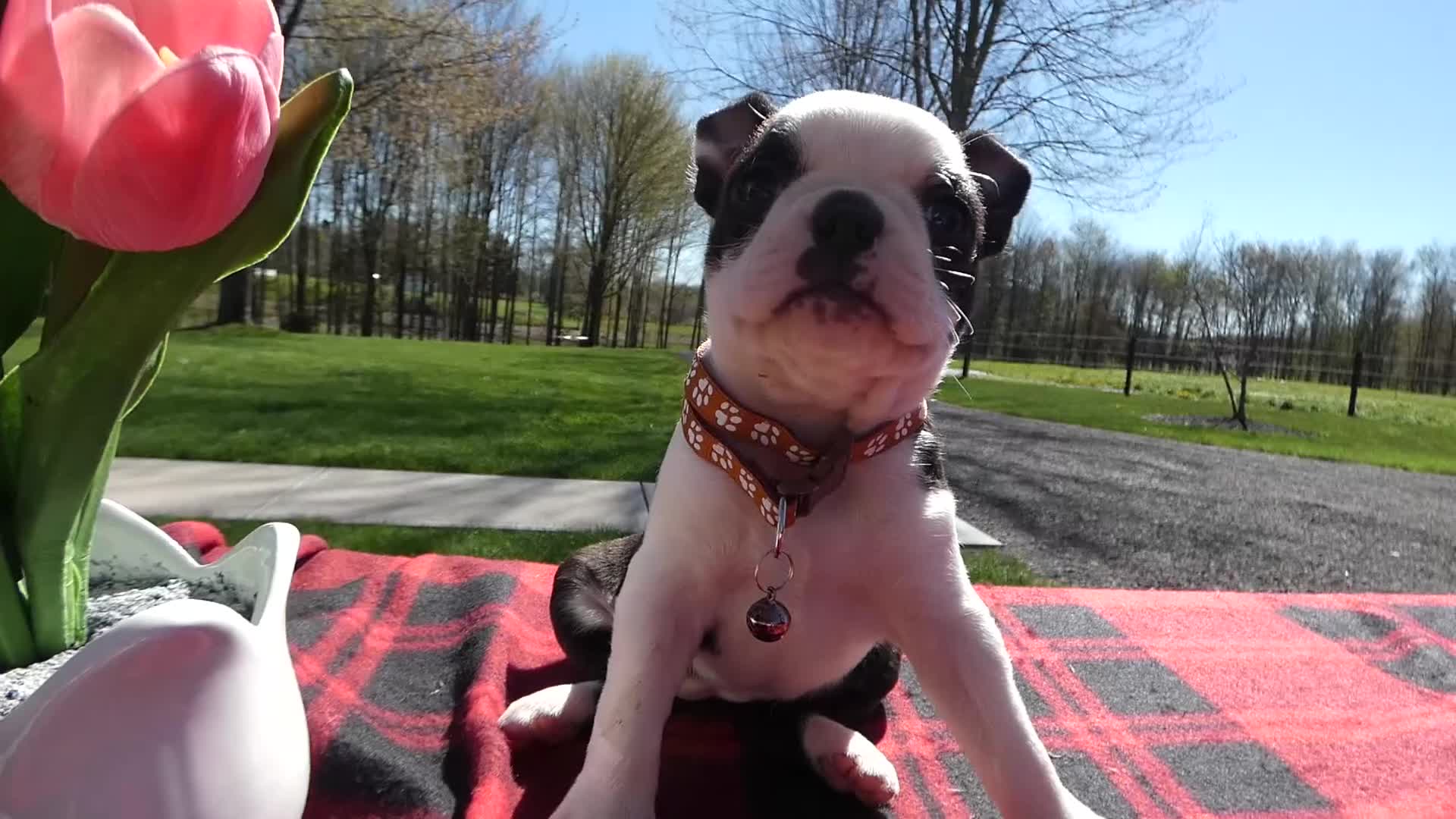 Boston Terrier dogs for sale: Boston Terrier Puppy 8 Molly - Video 1