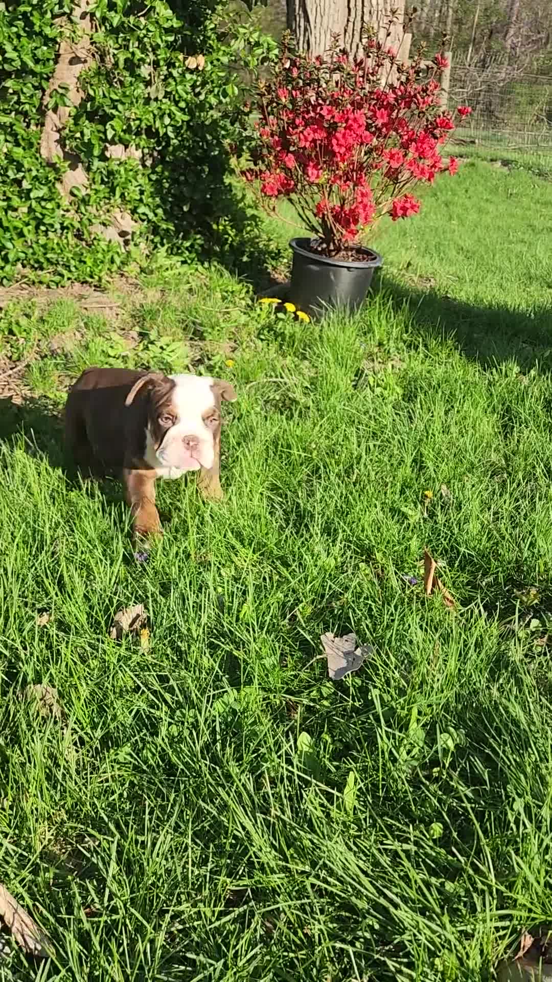 English Bulldog dogs for sale: English Bulldog Puppy 2 - Video 1