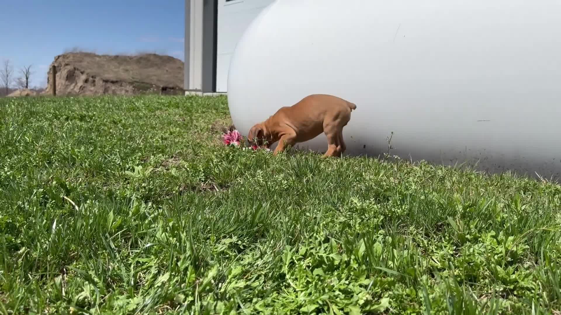 Boxer dogs for sale: Bethany - Video 4