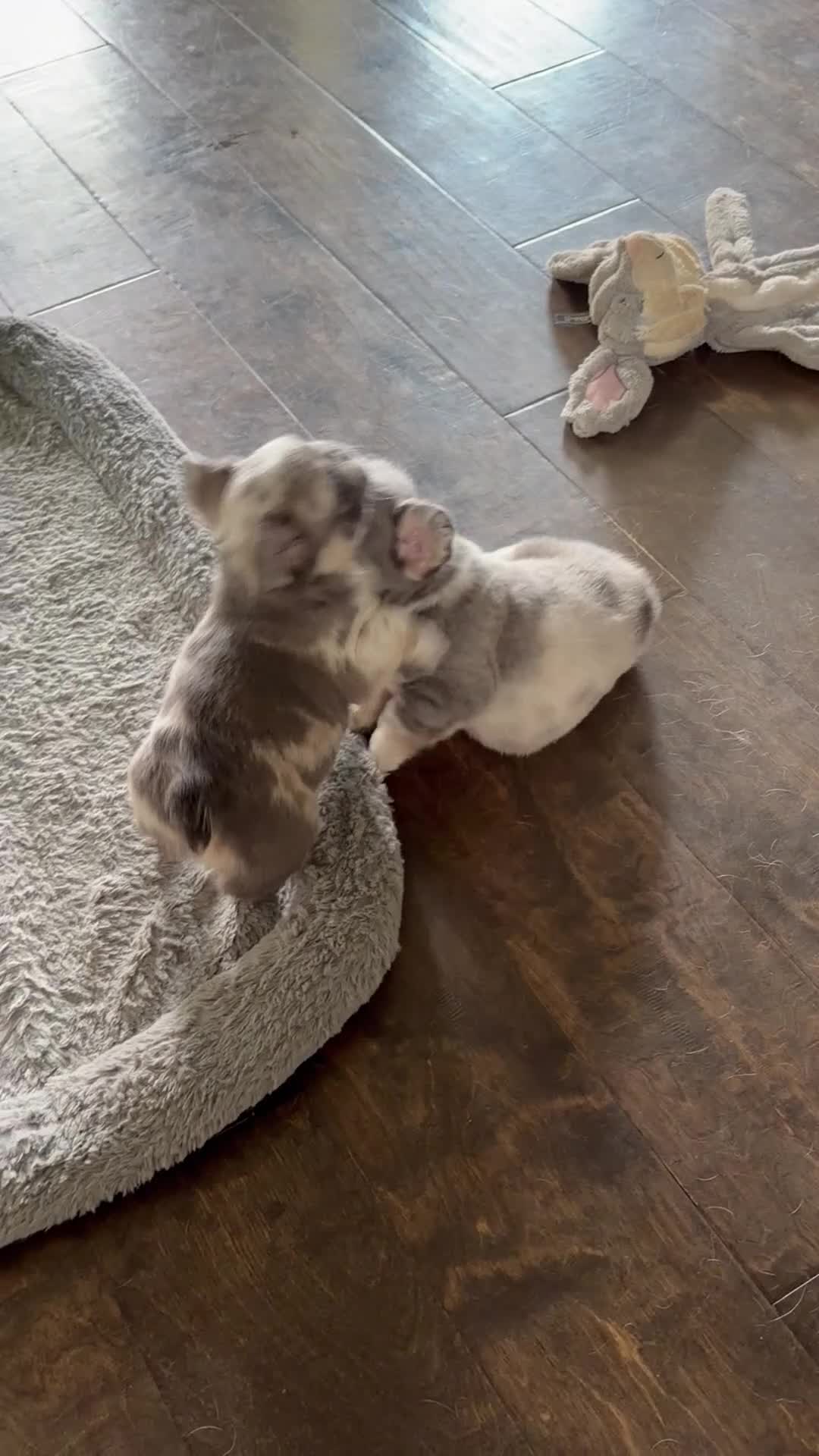 French Bulldog dogs for sale: Louis  - Video 1
