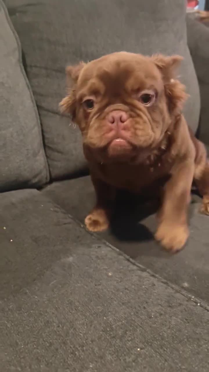 French Bulldog dogs for sale: Zeus - Video 1