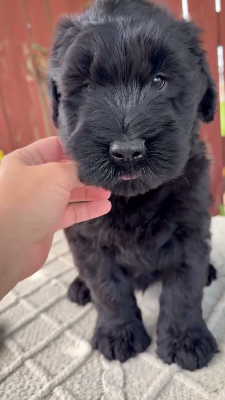 Giant Schnauzer dogs for sale: Theodore - Video 1