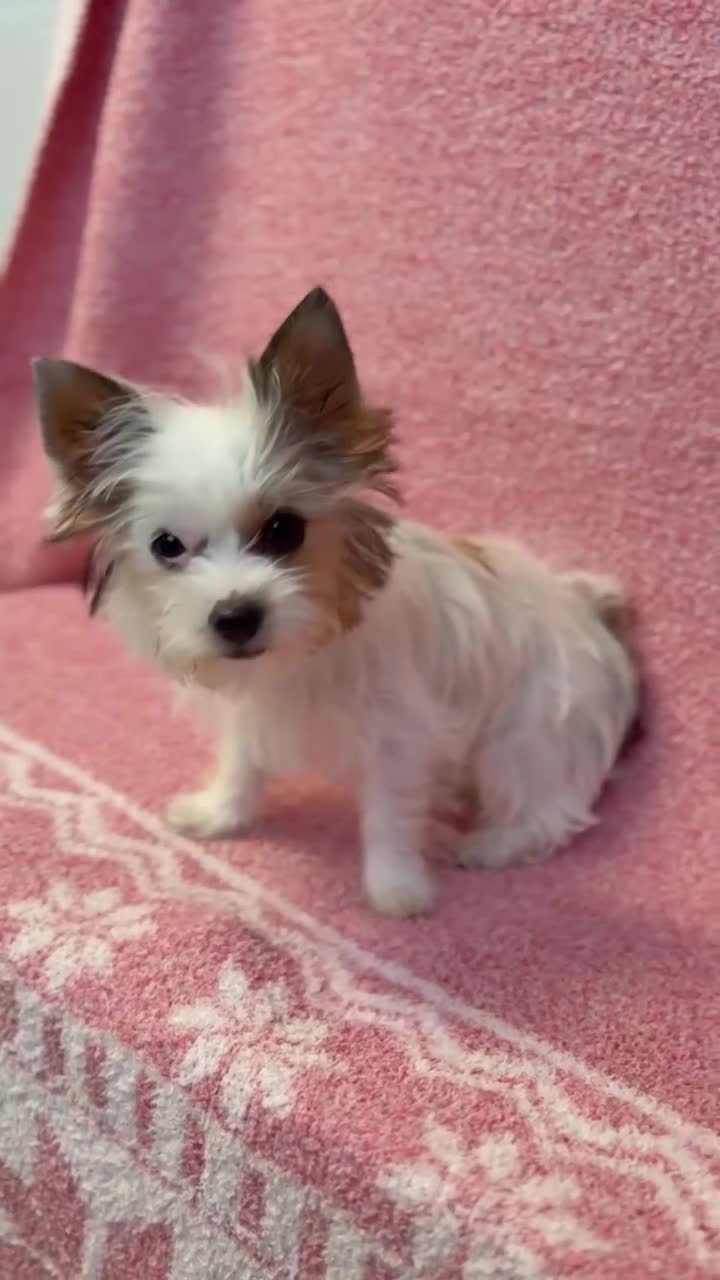 Yorkshire Terrier dogs for sale: Yorkshire Terrier 1 - Video 1
