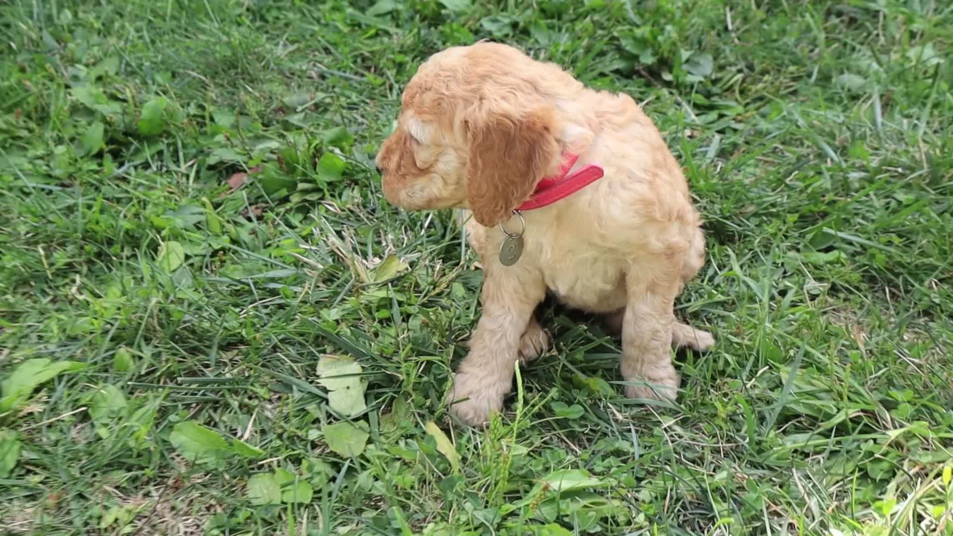 Goldendoodle dogs for sale: Noah - Video 9