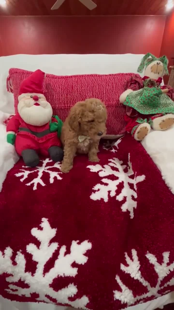 Mini Goldendoodle dogs for sale: Petite Mini Goldendoodle Coco - Video 1