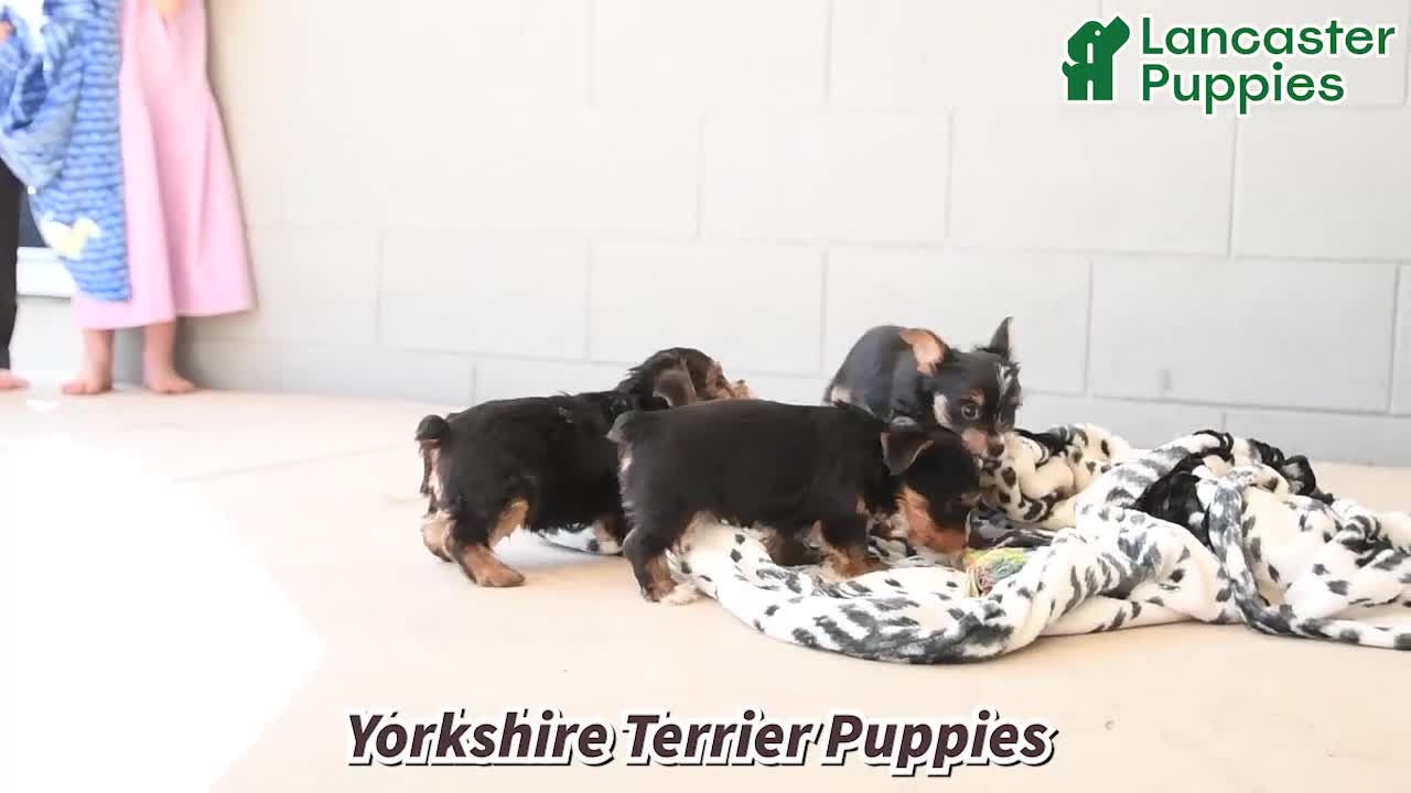 Yorkshire Terrier dogs for sale: Checkers - Video 1