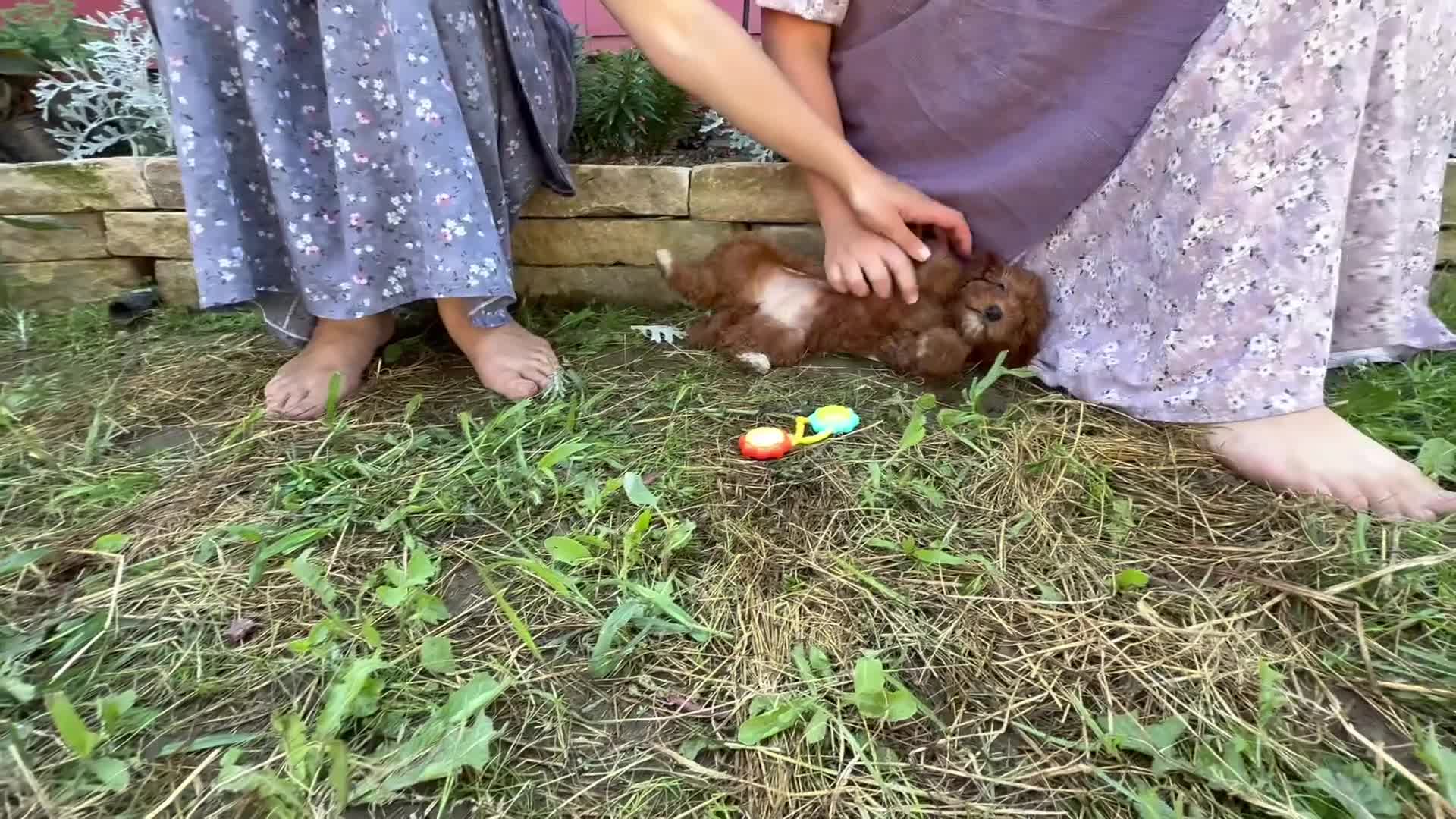 Mini Goldendoodle dogs for sale: Candy - Video 3