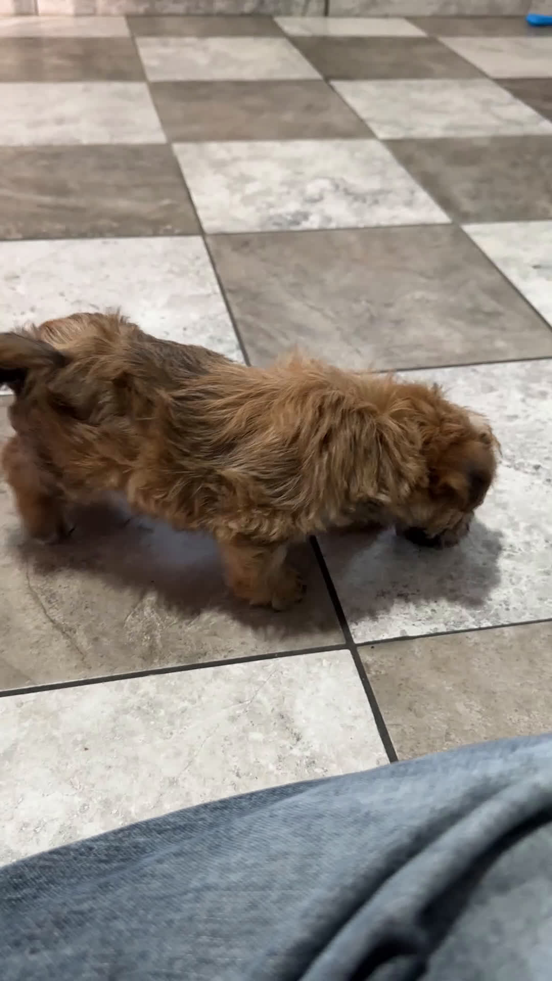 Yochon dogs for sale: Willow - Video 1