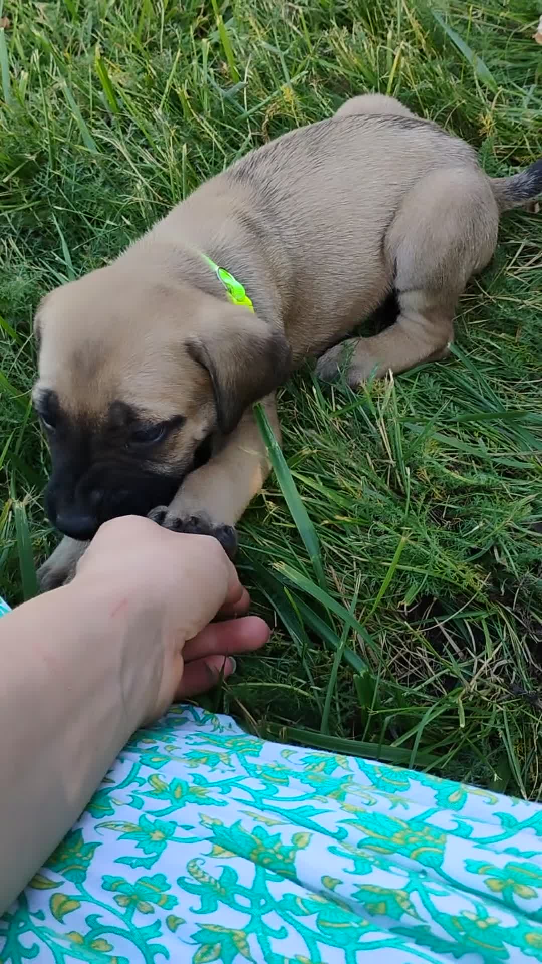 English Mastiff dogs for sale: Slim - Video 1