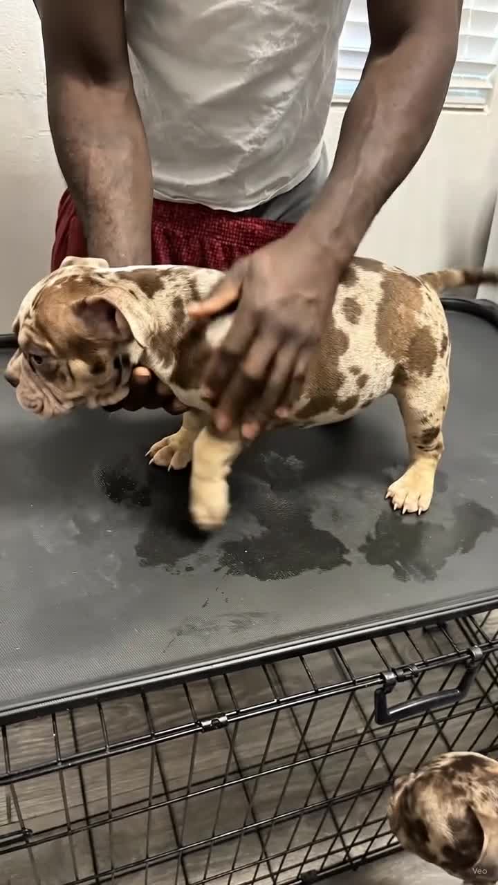 American Bully dogs for sale: American Bully Puppy 1 - Video 1
