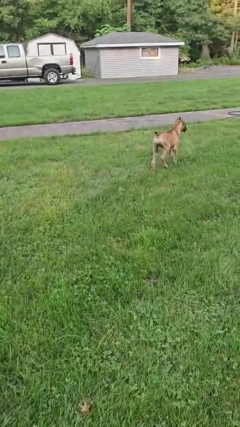 Cane Corso dogs for sale: MAX - Video 1